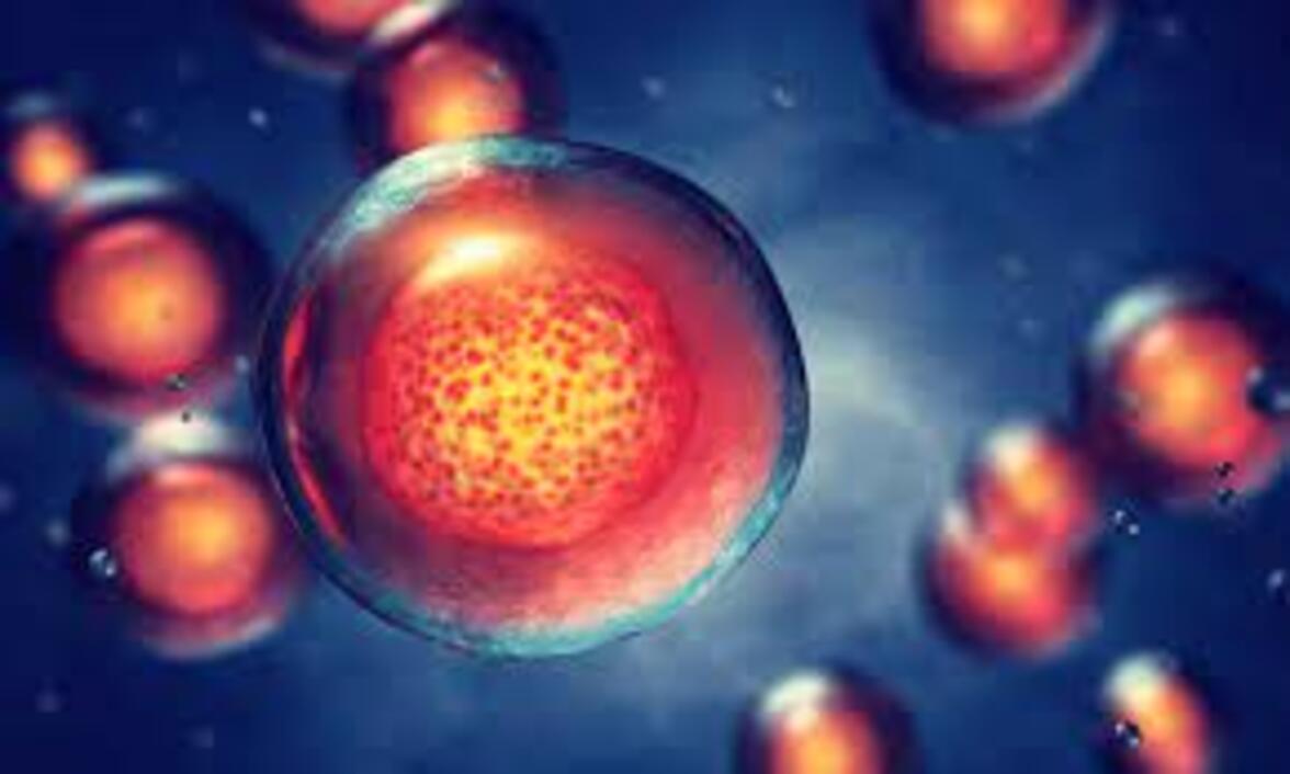 Повышенное метилирование ДНК, клеточное старение и преждевременное эпигенетическое старение у морских свинок и людей, больных туберкулезом