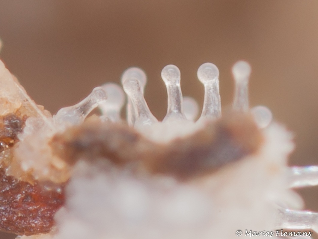 Малоизученный вид Fonticula alba, родственник грибов и животных, охотится на бактерий с помощью механизма, напоминающего рост рака и грибов