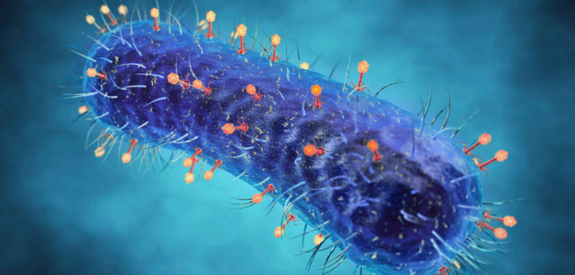 Бактериофаг-опосредованный контроль биопленок: новый перспективный задел на будущее