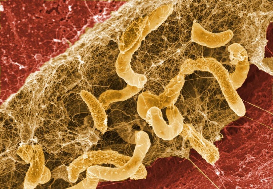 Природные соединения и новые источники антимикробных агентов для сохранения продуктов питания и борьбы с биопленками