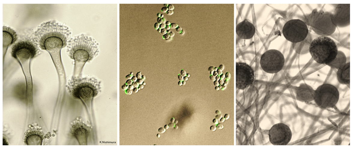 Влияние антибиотиков на микобиоту кишечника новорожденных