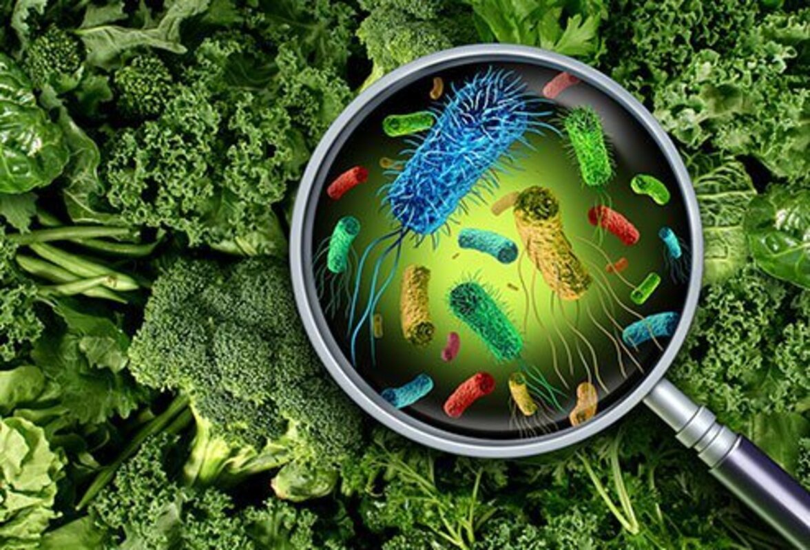 Listeria monocytogenes в условиях пищевого производства