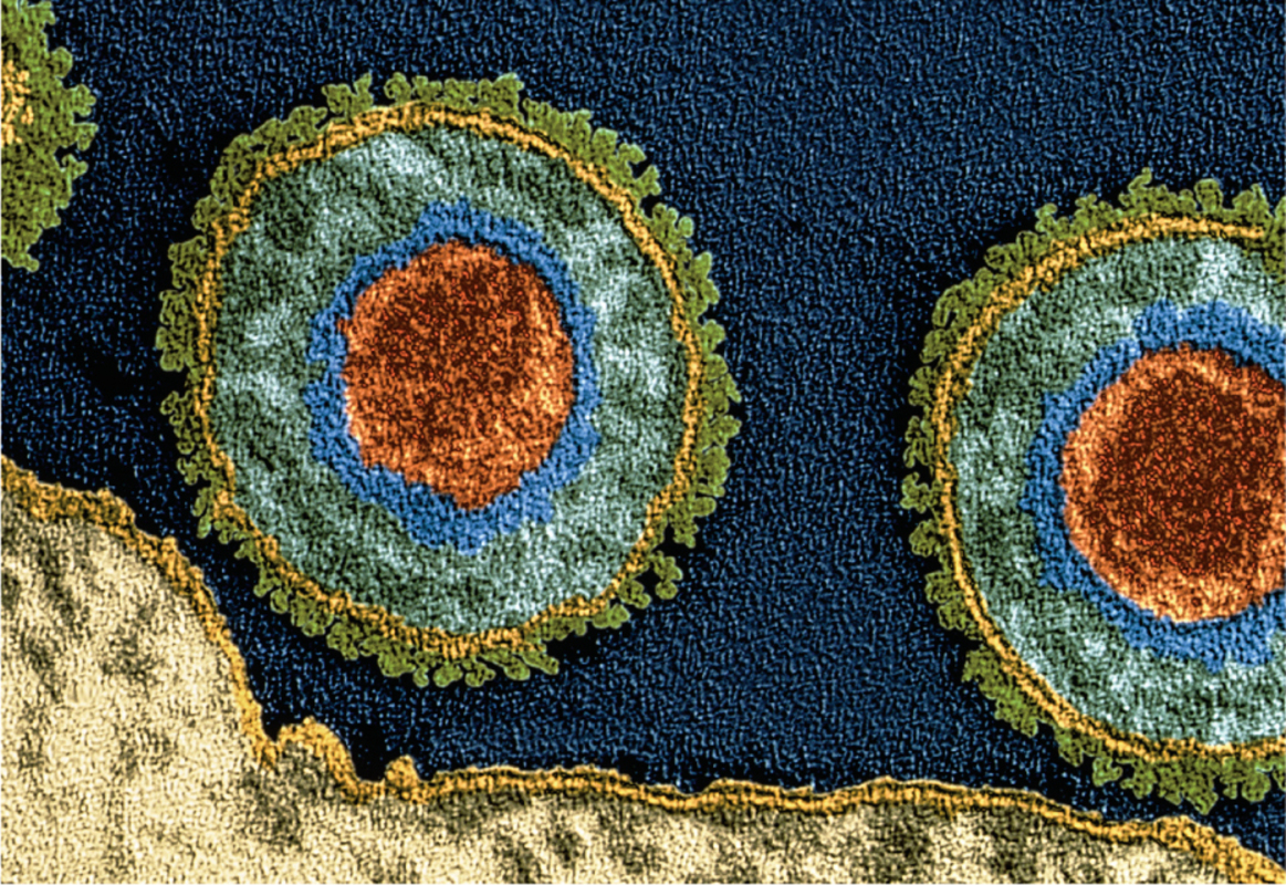 Как пробуждаются герпесвирусы