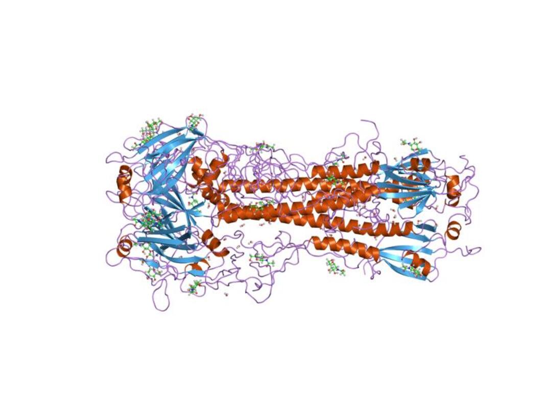 Ученые продвинулись в понимании более широкой защиты вакцин против гриппа
