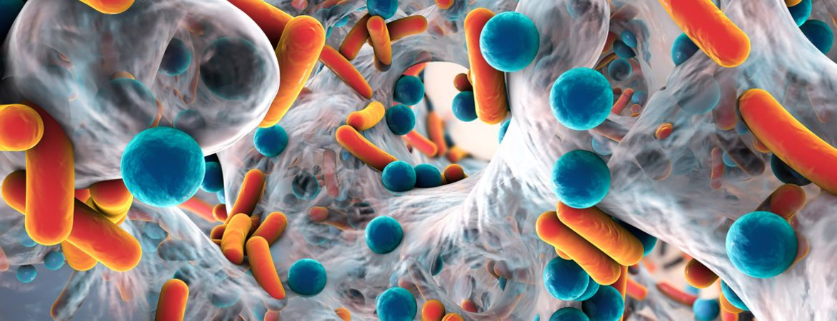 Эволюция клинически значимых бактерий и грибов с множественной лекарственной резистентностью