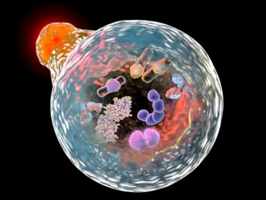 Таргетинг селективной аутофагии как терапевтическая стратегия при вирусных инфекционных заболеваниях