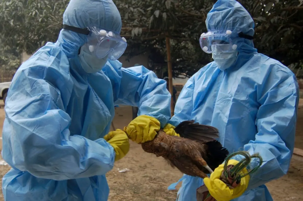 Почему беспрецедентные вспышки птичьего гриппа, охватившие весь мир, беспокоят ученых