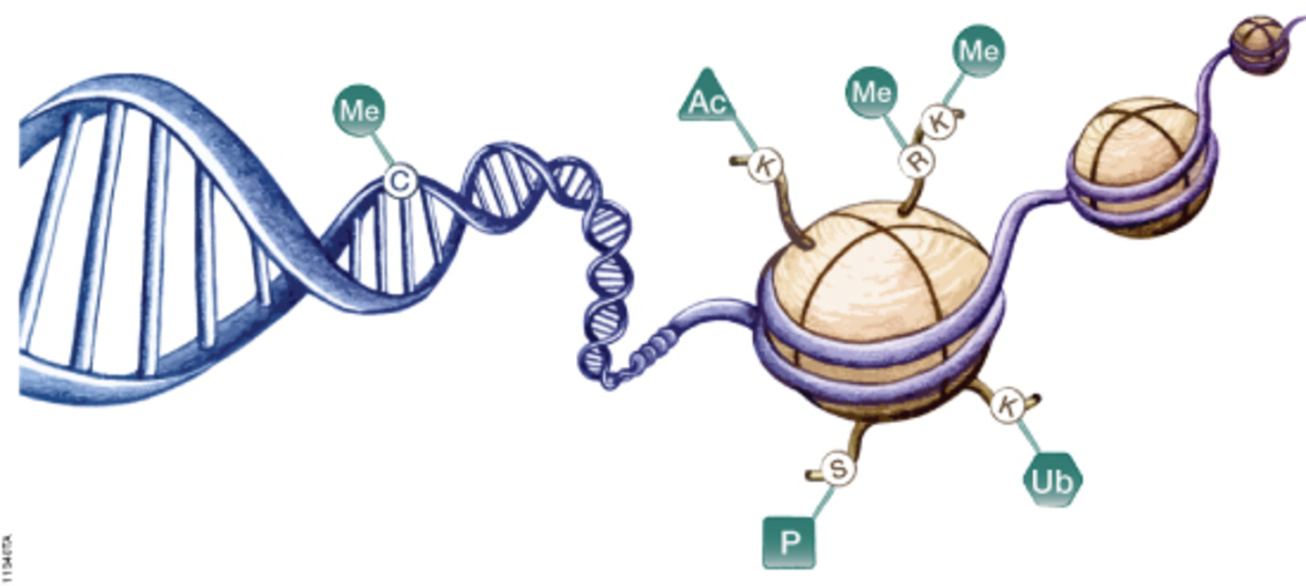 Лучше, чем CRISPR? Еще один способ устранения проблем с генами может быть более безопасным и универсальным