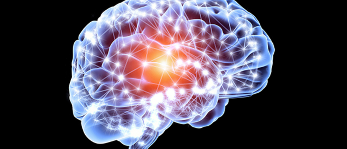 Хранители мозга: как иммунная система защищает наше серое вещество