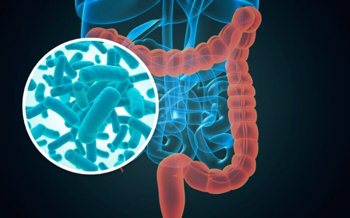 Трансплантация микробиоты кишечника способствует адаптивной передаче характеристик генотипа-фенотипа толстой кишки между мышами, лишенными катестатина, и мышами дикого типа