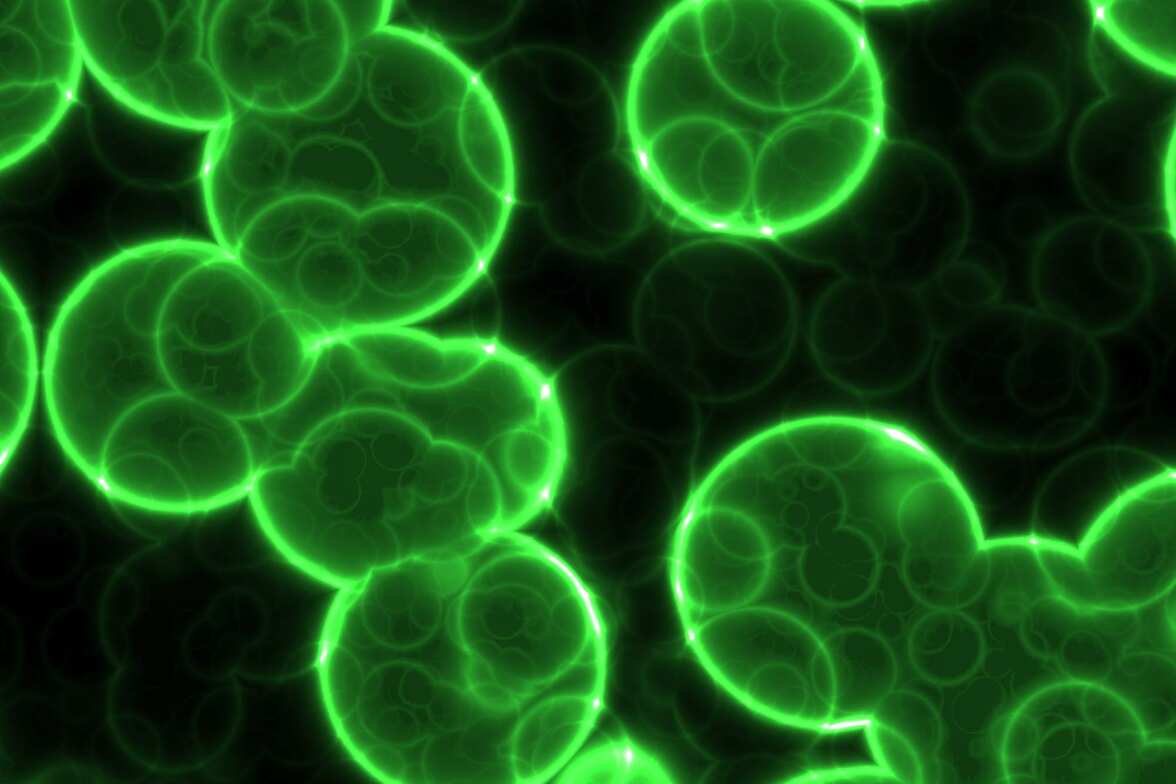 Быстрый бактериальный рост снижает накопление и эффективность антибиотиков