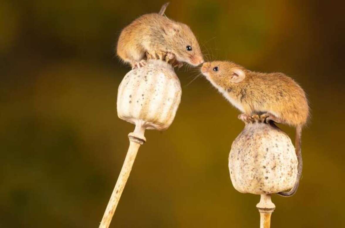 Дисбиоз кишечника способен снизить сексуальную привлекательность самок мышей