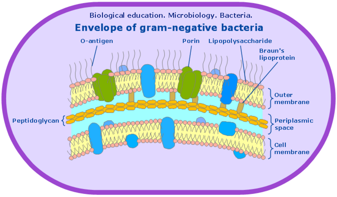 Выявлена потенциальная "ахиллесова пята" в защитной оболочке грамотрицательных бактерий