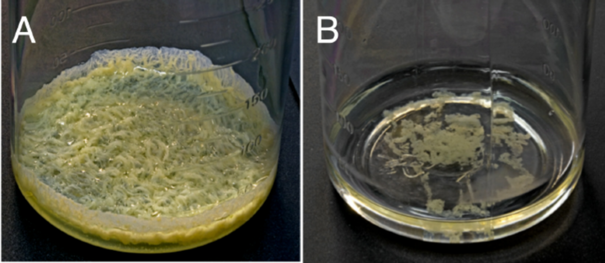 Генетические мутации обеспечивают эффективную эволюцию Mycobacterium tuberculosis 