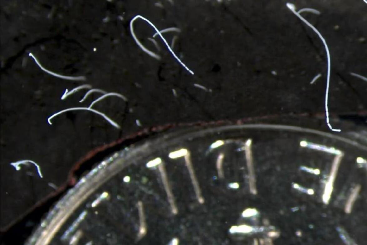 Крупнейшие из известных в мире бактерий видны невооруженным глазом