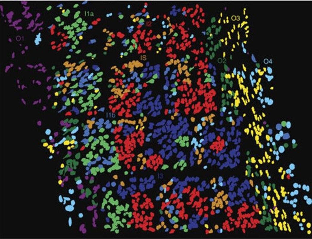 Как составить пространственные карты активности генов - вплоть до клеточного уровня