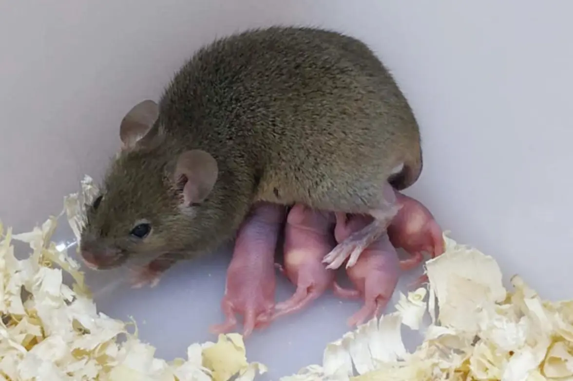 Энтеральные вирусы реплицируются в слюнных железах и инфицируют через слюну