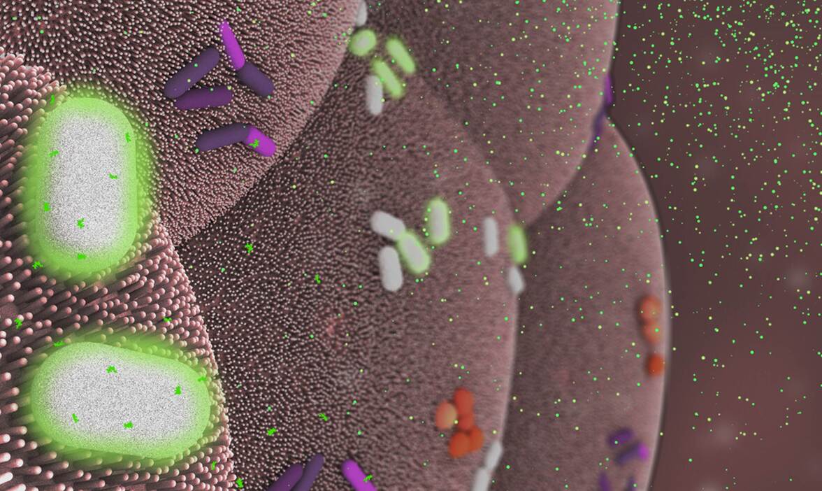 Инозитол-липиды: модуляторы воспаления и клеточной сигнализации