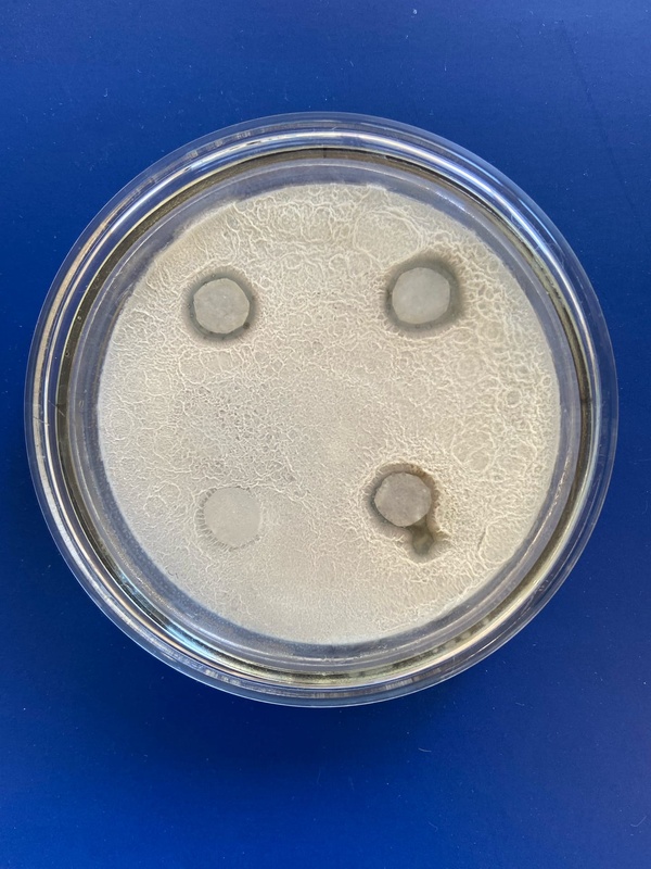 В Пермском Политехе установили антибиотические свойства молочнокислых бактерий козьего молока