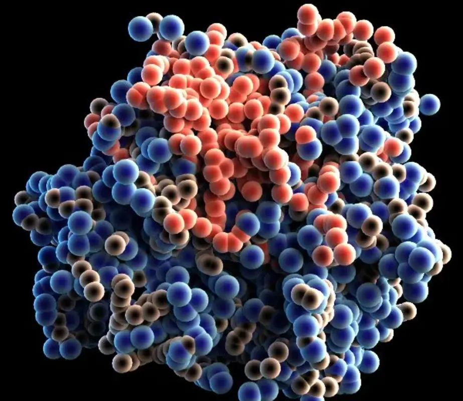 В клетках обнаружена новая структура