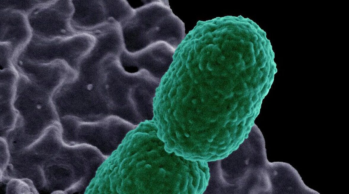 Целевые антимикробные агенты как потенциальные инструменты для модуляции микробиома кишечника