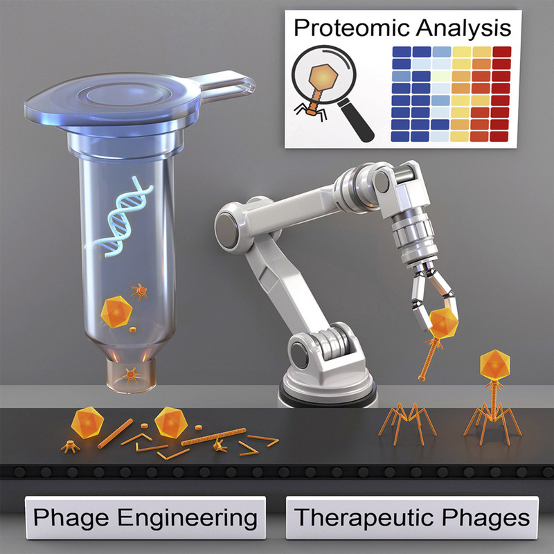 Новый метод создания фагов, убивающих резистентные к антибиотикам бактерии