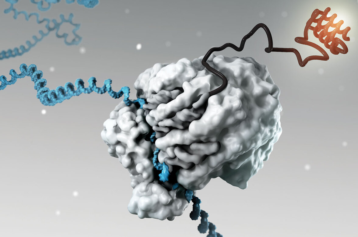 "Золотая жила" неизведанной биологии: короткие белковые последовательности могут значительно расширить геном человека