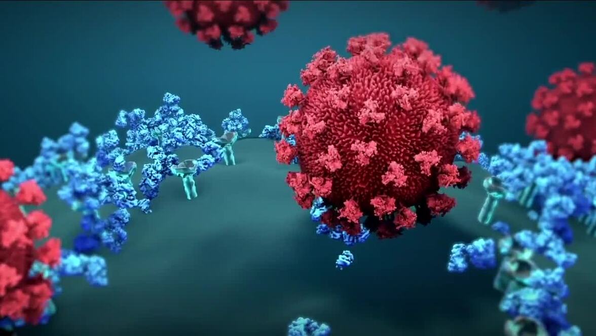 Как субвариант BA.5 Омикрона стал мастером маскировки и что это означает для нынешнего всплеска COVID-19