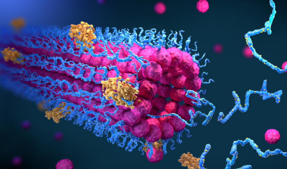 "Вся вселенная белков": ИИ предсказывает форму почти всех известных белков
