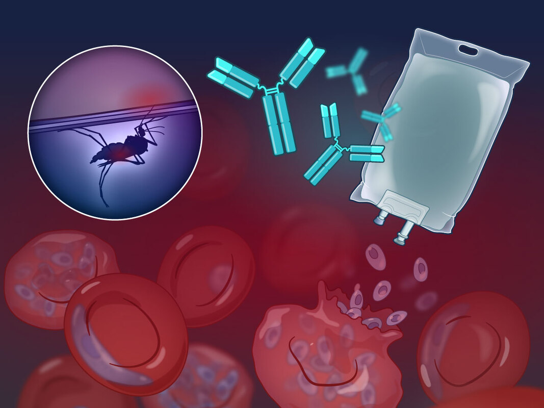 Инъекция моноклональных антител может защитить от малярии на несколько месяцев