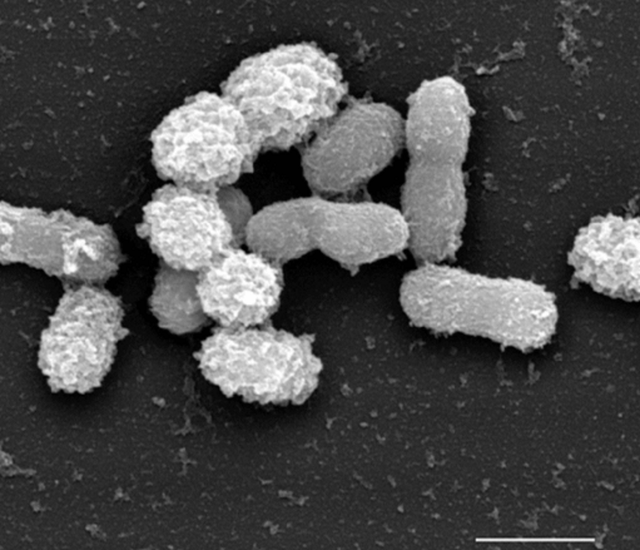 Фосфолипиды Akkermansia muciniphila индуцируют гомеостатические иммунные реакции