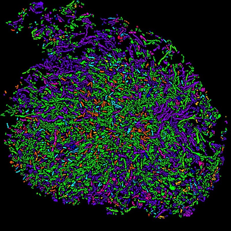 Картирование микробиома кишечника