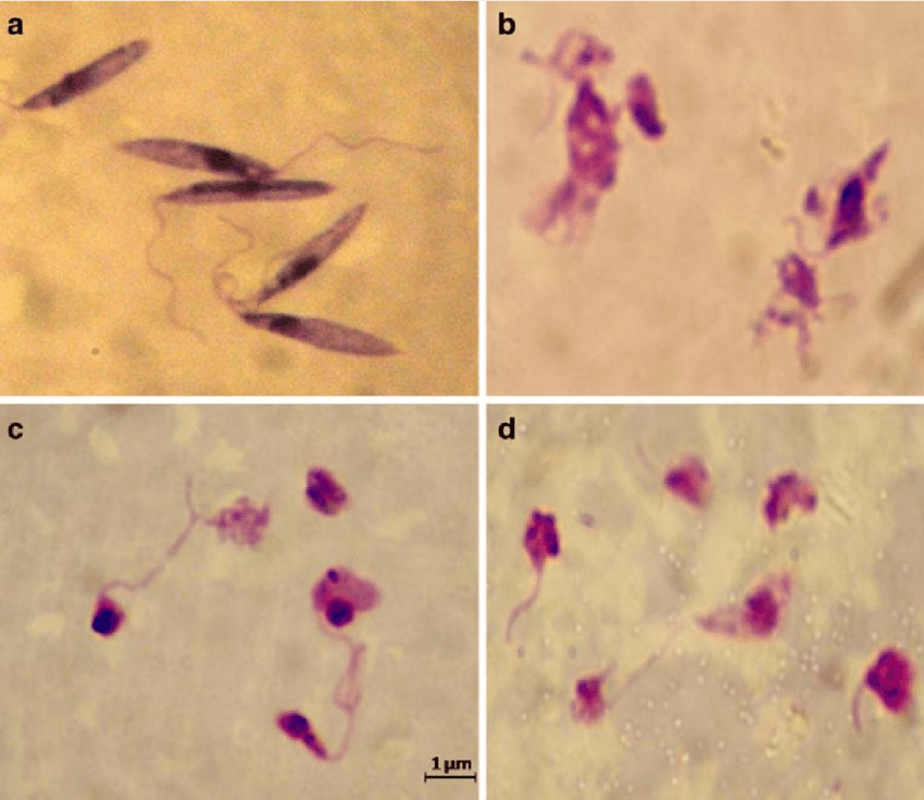 Структурная основа быстрой динамики актина у эволюционно дивергентного паразита Leishmania