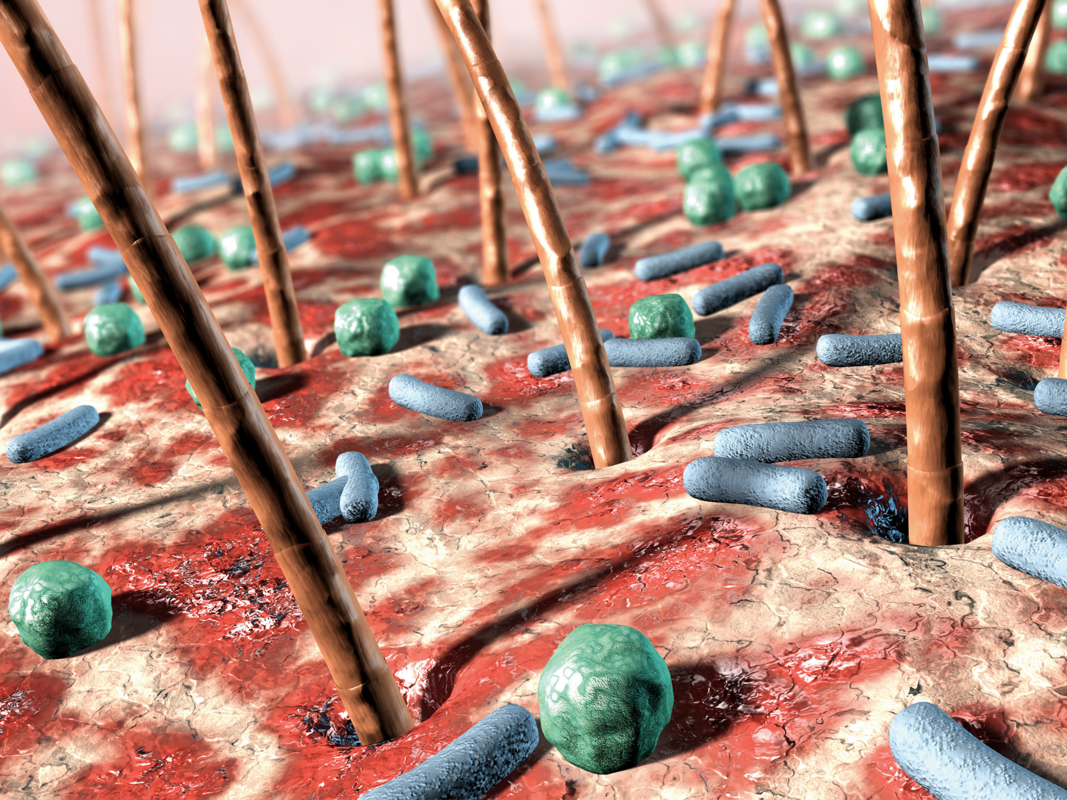 Модель in vitro для определения влияния косметики на микроорганизмы кожи