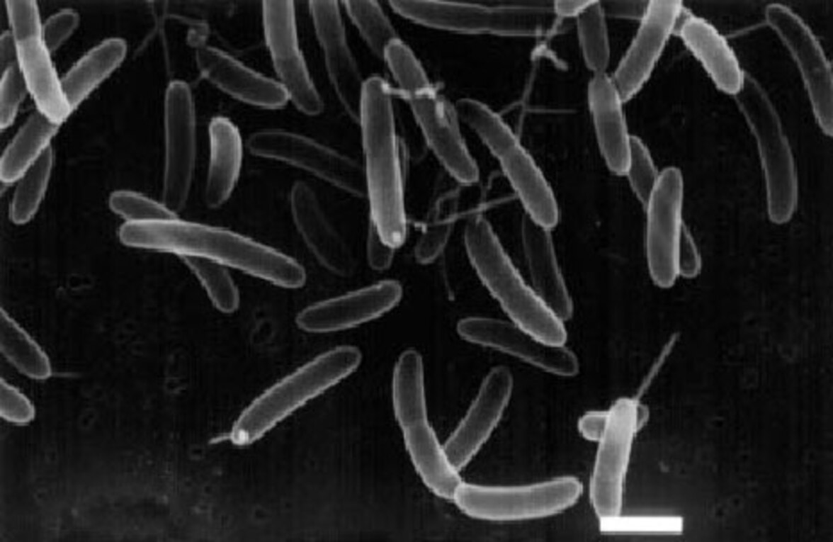 Оценка безопасности и пробиотических свойств Roseburia intestinalis: потенциальный "пробиотик нового поколения"