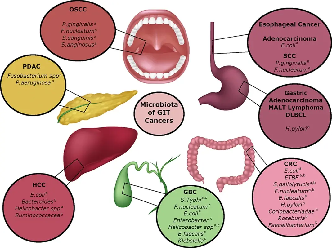 Взаимосвязь между микробиотой, раком желудка и иммунотерапией
