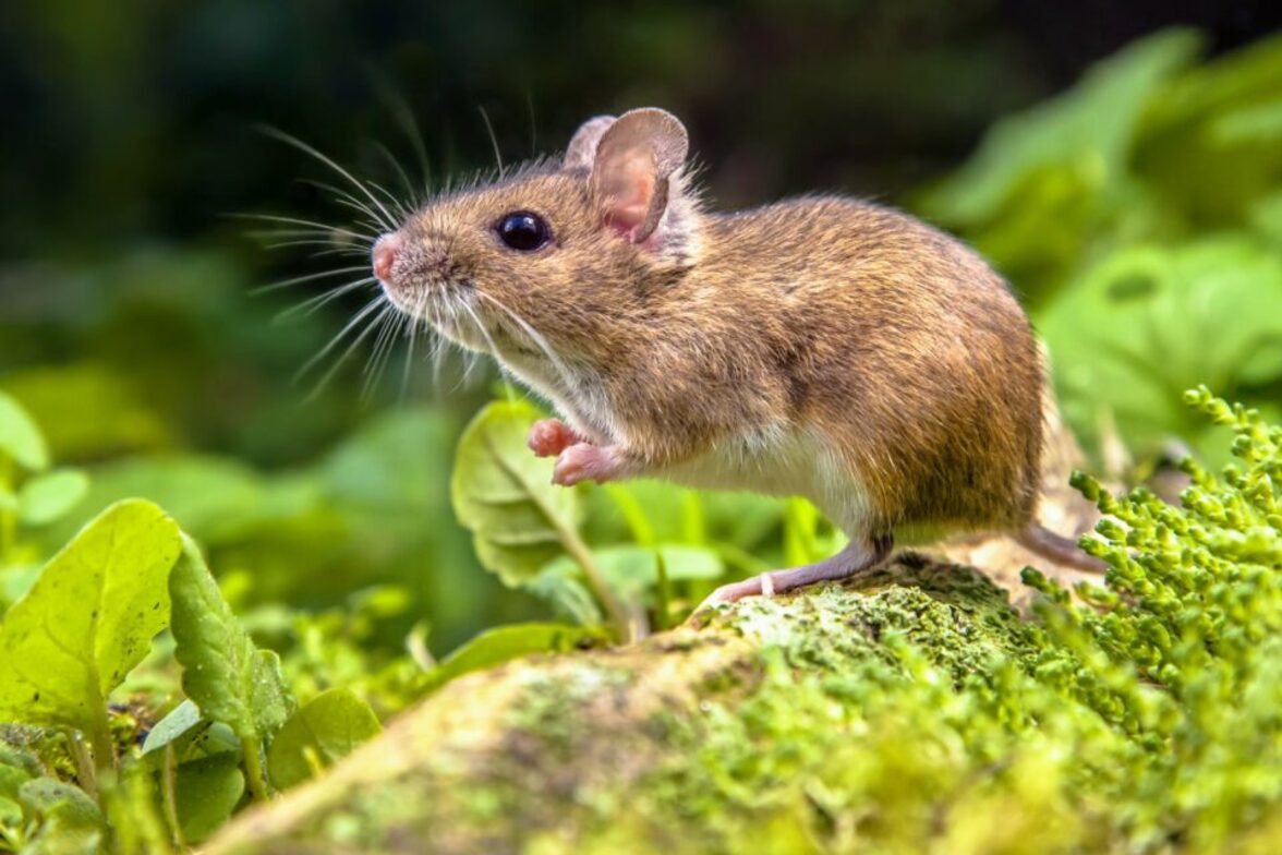 Грызуны могут служить резервуаром грибковых инфекций