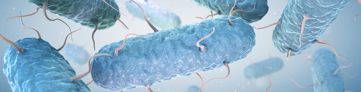 Завоевание хозяина: молекулярные регуляторы Bordetella spp. и Pseudomonas aeruginosa при инфекции легких