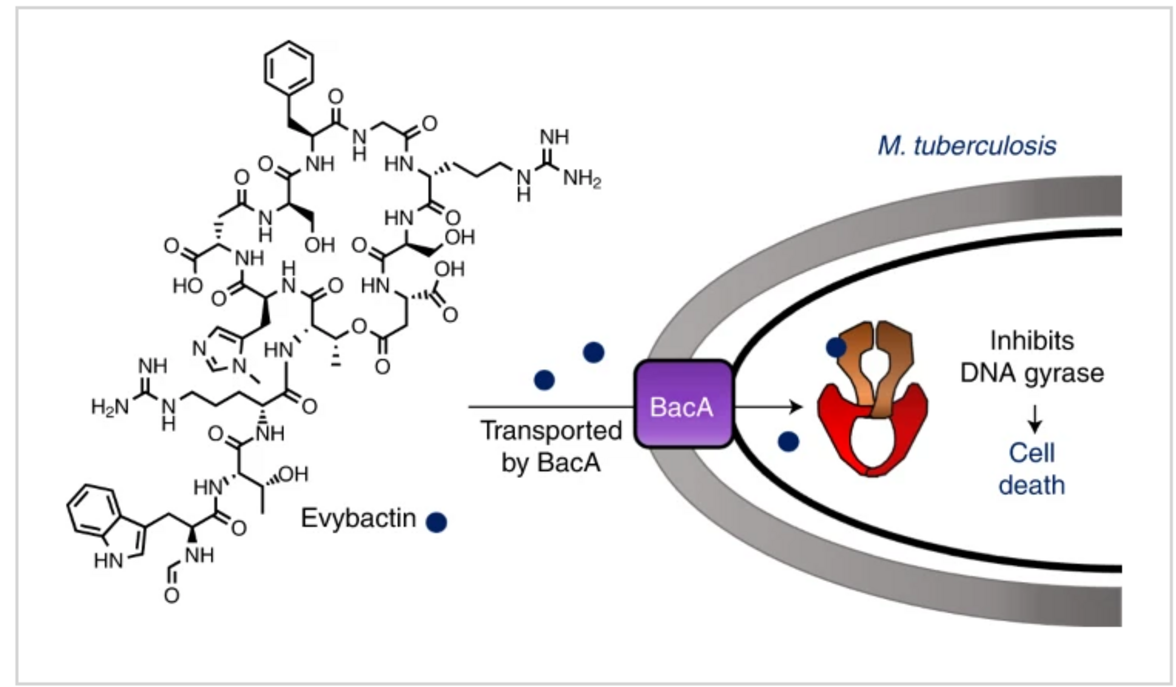 Новый кандидат для борьбы с лекарственно-резистентным туберкулезом
