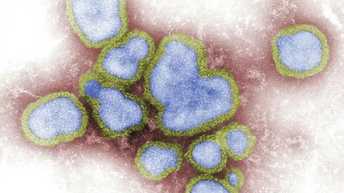 Исследователи определяют механизмы борьбы с гриппом и гены, необходимые для иммунной защиты от гриппа А