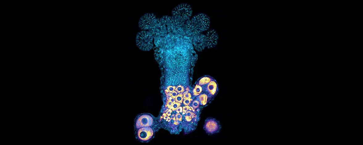 Древние гены иммуноглобулинов помогают книдариям принимать решение о борьбе или объединении