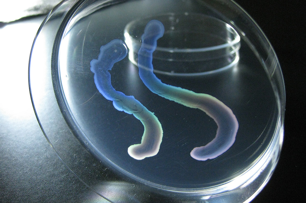 Странная пещерная бактерия образует многоклеточное "тело", как растения и животные