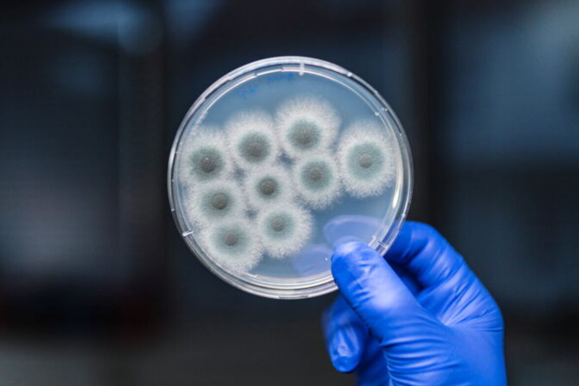 Грибковые патогены процветают в тени пандемии