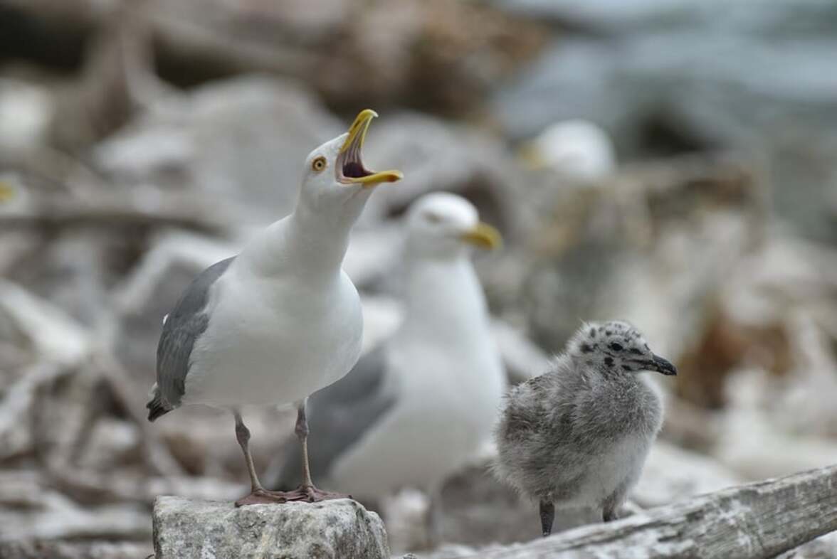 Почему птичий грипп сейчас так опасен?