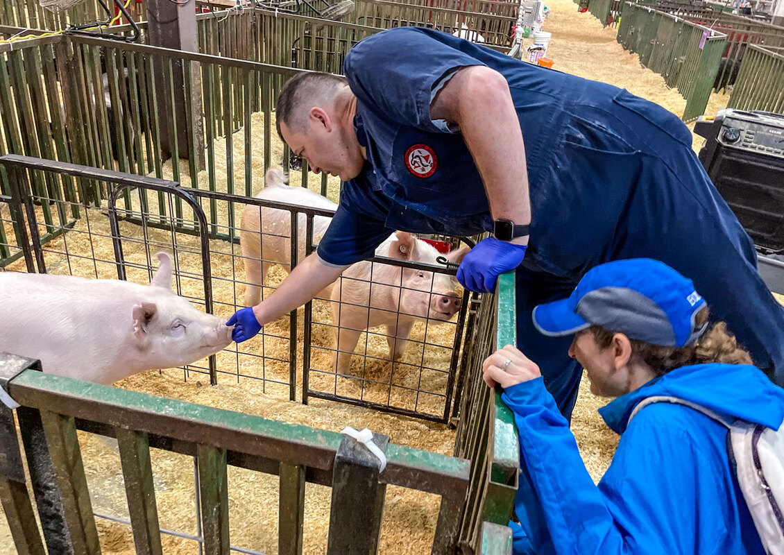 Свиноводы охотятся за вирусом гриппа на выставках свиней, надеясь пресечь следующую пандемию на корню