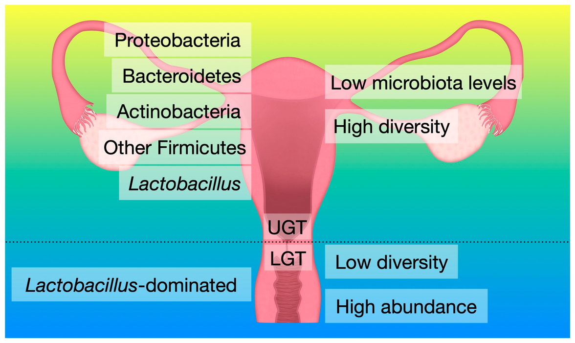 Характеристика бактерий цервикального канала и влагалища у беременных женщин с цервикальной некомпетентностью