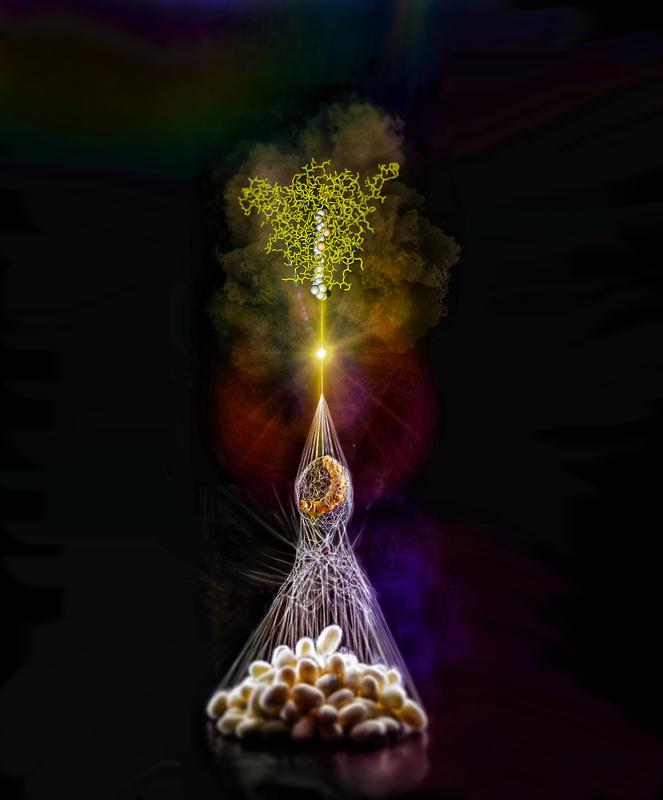 Структура белка из шелкопряда помогла российским биотехнологам узнать больше для защиты зрения человека