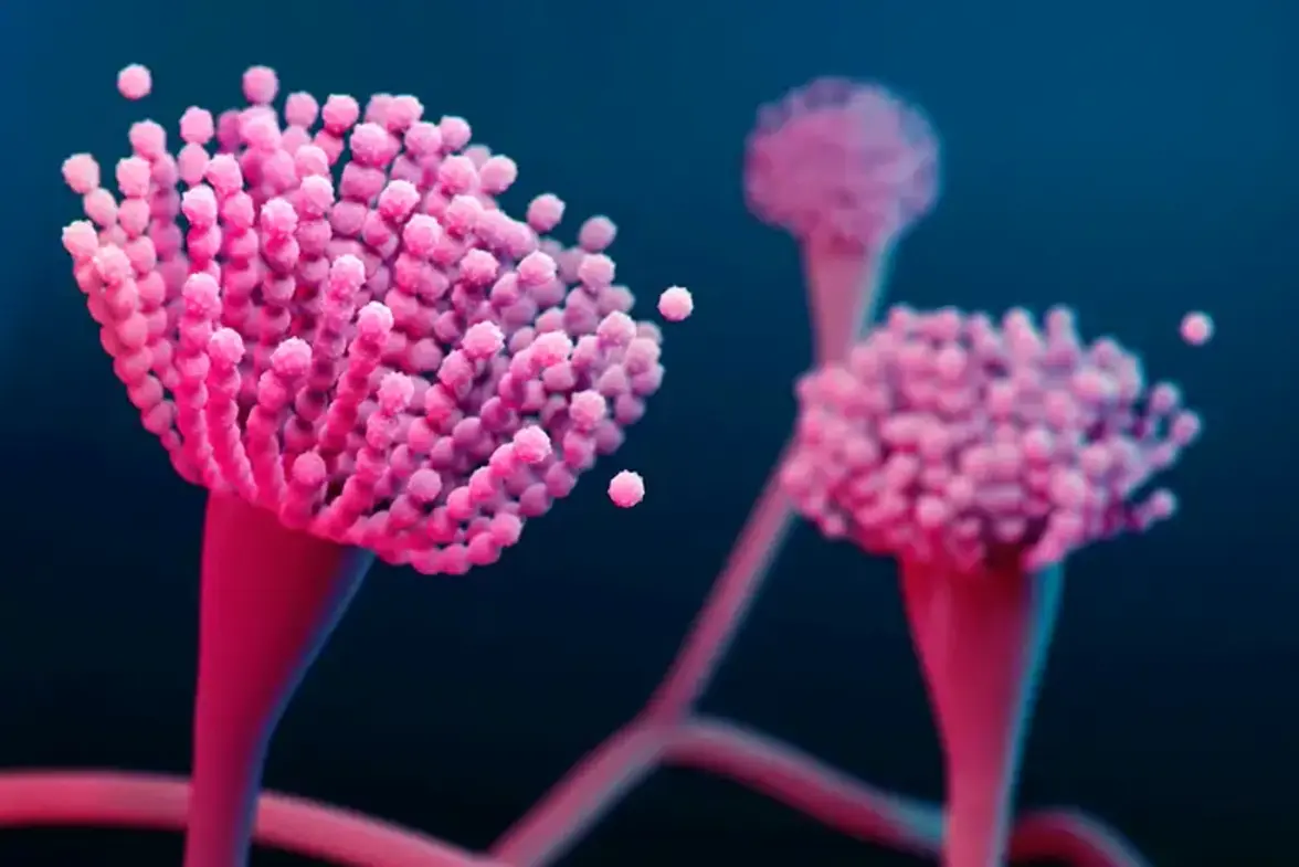 Динамика грибковой микробиоты и ее географическая, возрастная и гендерная изменчивость у пациентов с муковисцидозом