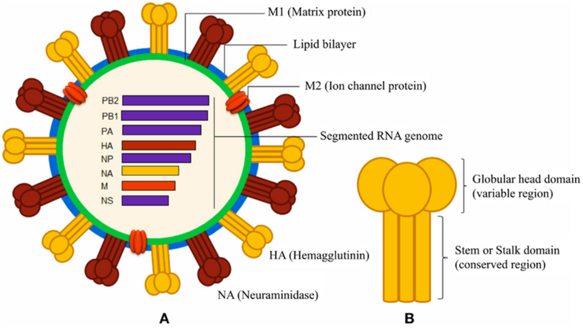 Иммуногены стволовых гемагглютининов могут стать ключом к широкой защите от вирусов гриппа А
