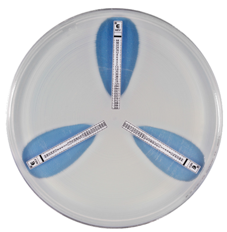 Кворум сенсинг регулирует гетерорезистентность у Pseudomonas aeruginosa